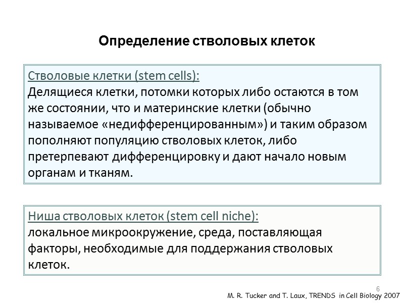 6 Стволовые клетки (stem cells):  Делящиеся клетки, потомки которых либо остаются в том